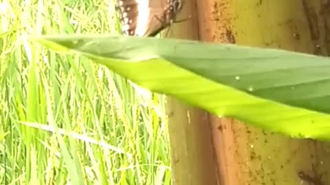 How Butterflies Find Leaves to Lay Their Eggs