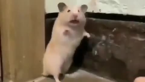 the mouse is shocked and scared