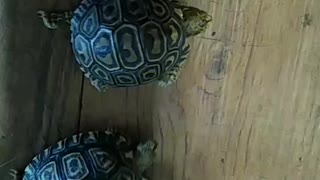 My tortoise