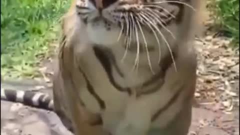 Tiger meow