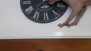 Cat Uses Clock as Chew Toy