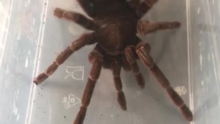 Twerking Tarantula