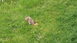 Squirrel loves body-slamming toast