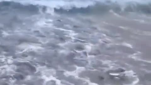 Pesci disturbati dalle frequenze HAARP si riversano spiaggiati verso i bagnanti ad Acapulco