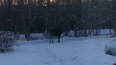 Moose in the yard!