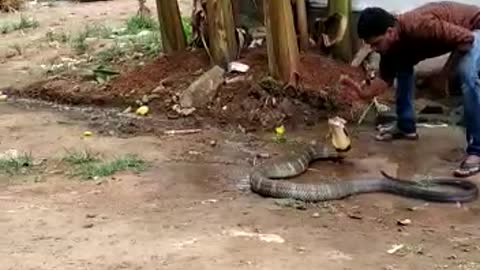 Stunning moment snake rescuer gives King Cobra a cold bath on hot day