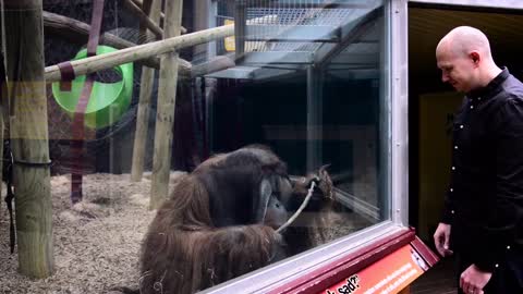 Guy Performs Magic Trick for Orangutan