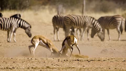 Fighting deer