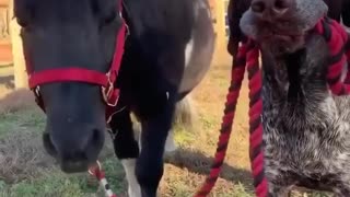 Taking my pony for a walk