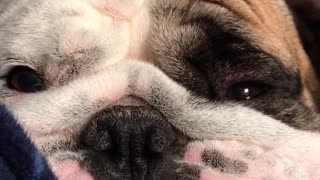 Tired Bulldog Demands Attention