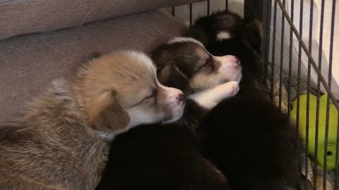 Corgi Puppy Sleeping Toys Paws Sleepy dogs