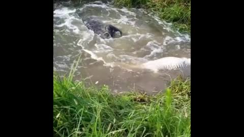 Crocodile eating crocodile