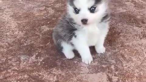 Introducing 5 weeks old Pomsky Puppies 🐶🥰