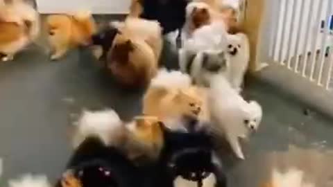 Aww So Cute Baby Pomeranian Dogs