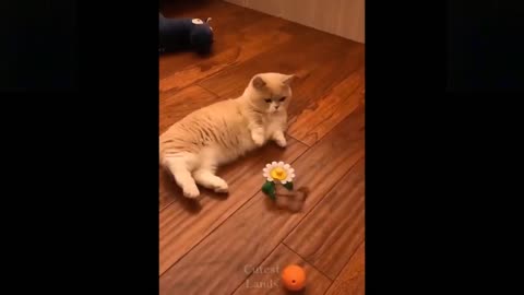 cats and funny and crazy animal compilations try no to laugh part 11