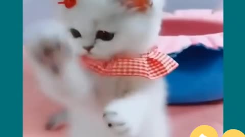 Funny cat ! Cute and baby cats video compilation