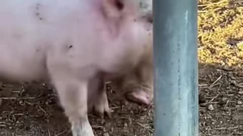 Cute Piglet #pig