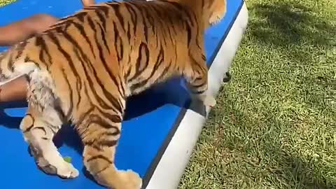 Playing with Tiger, playing with Tiger pet