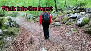 Travel cat - Adventure cat walking to the waterfall in Northern Italy