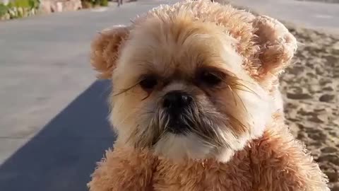 Munchkin the Teddy Bear strolls along the beach