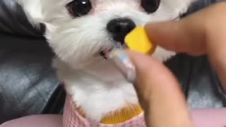 My hooman always gives me a treato