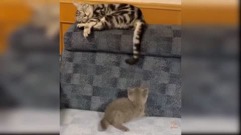 Funny Baby - Cats