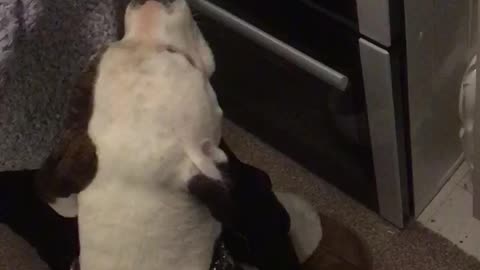 Dog getting treats from grandma