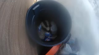 Skunk in Garbage can