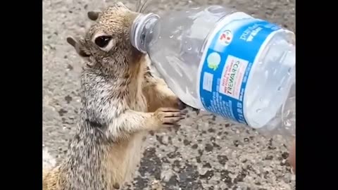 squirrel cooling off