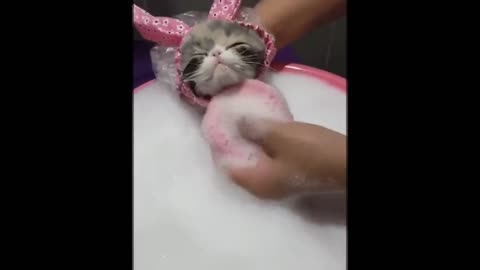 Cute cat