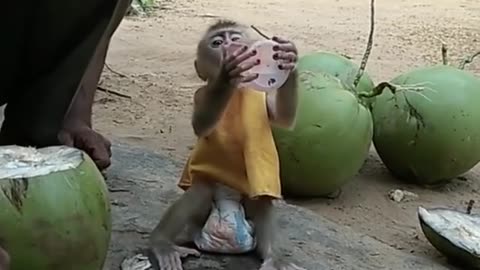 Playing with monkey