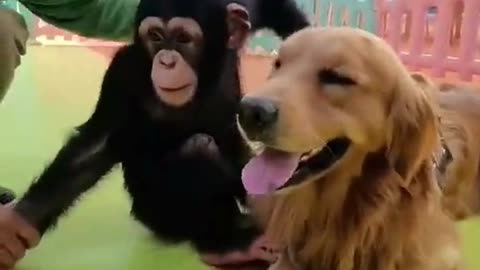 👍 Best Funny Dogs 🐶 Ep06