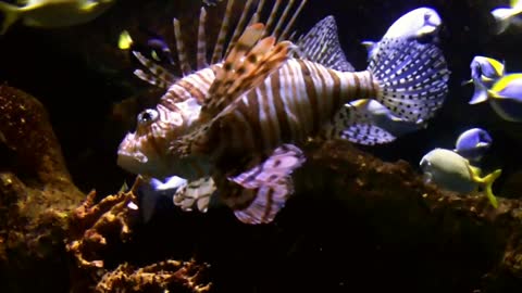 oceon Lionfish