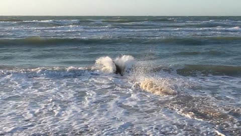 A dog cuts the wave and dives into the water