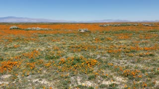 Antelope Valley Poppy Fields