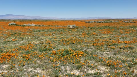 Antelope Valley Poppy Fields