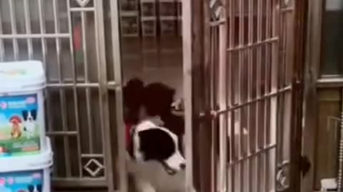 Funny Dog Videos