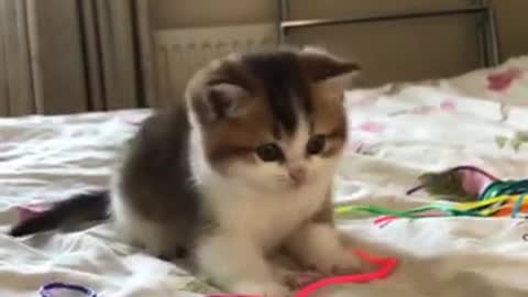 Cute kitten rumble