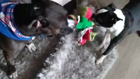 Another Boston Terrier Tug of War