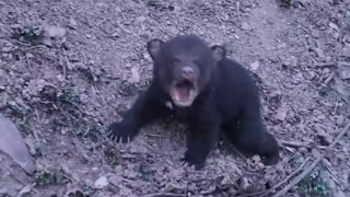 Lost Bear Cub Cries Out For Mom