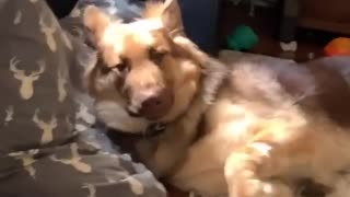Sleepy pup tries to take a nap, gets startled by car horn