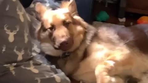 Sleepy pup tries to take a nap, gets startled by car horn