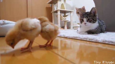 Daily life of kittens and tiny chicks new