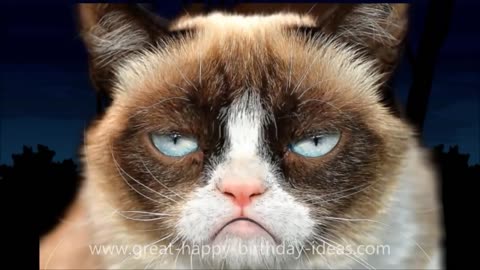Angry 😡😡 Cat sing birthday song for you❤️❤️