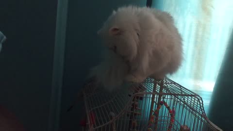 cat is being rude to parrot by taking over his cage!