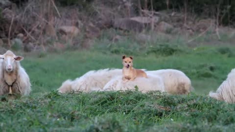 Lazy Shepherd Dog Took A Day Off And Hitched A Ride On A Sheep