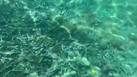 Underwater shooting in Bali sea