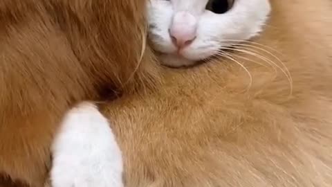 Kitten and Golden Retriever are Best buds for life