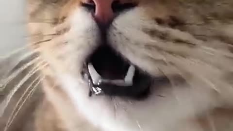 Kitten meowing to attract cats.