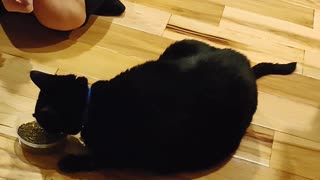 Cats love that catnip